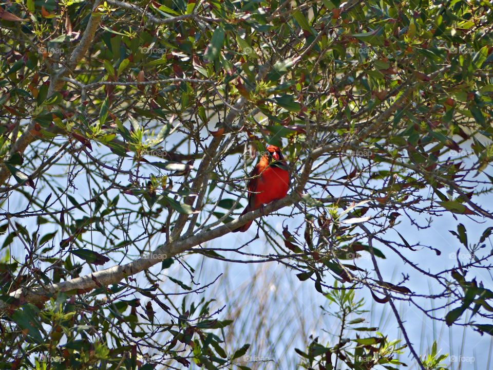 
With it's spectacular red color, the male cardinal has become a symbol of the beauty and warmth