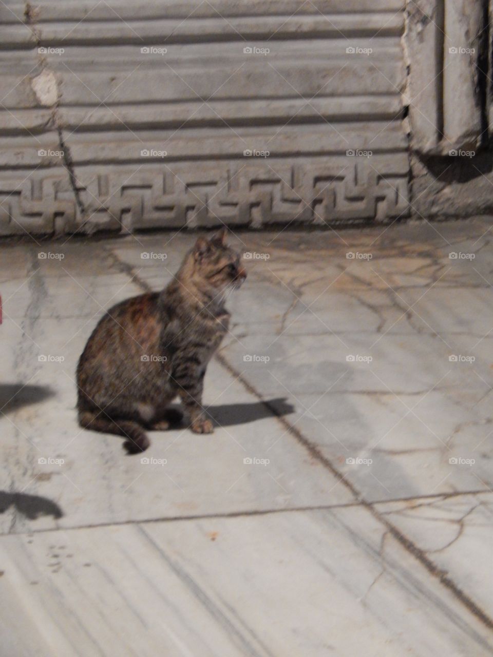 The internet famous cat living in the Hagia Sofia 