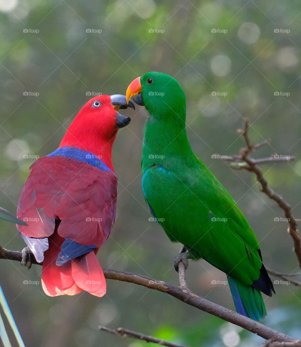 love bird