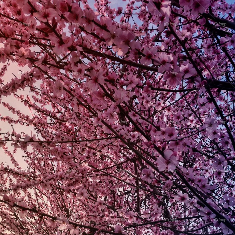 blossoms of spring. spring time is here