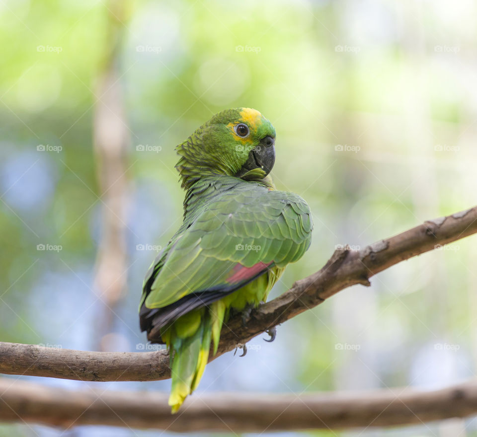 Green parrot