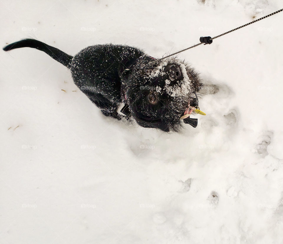 snowflakes on my chin