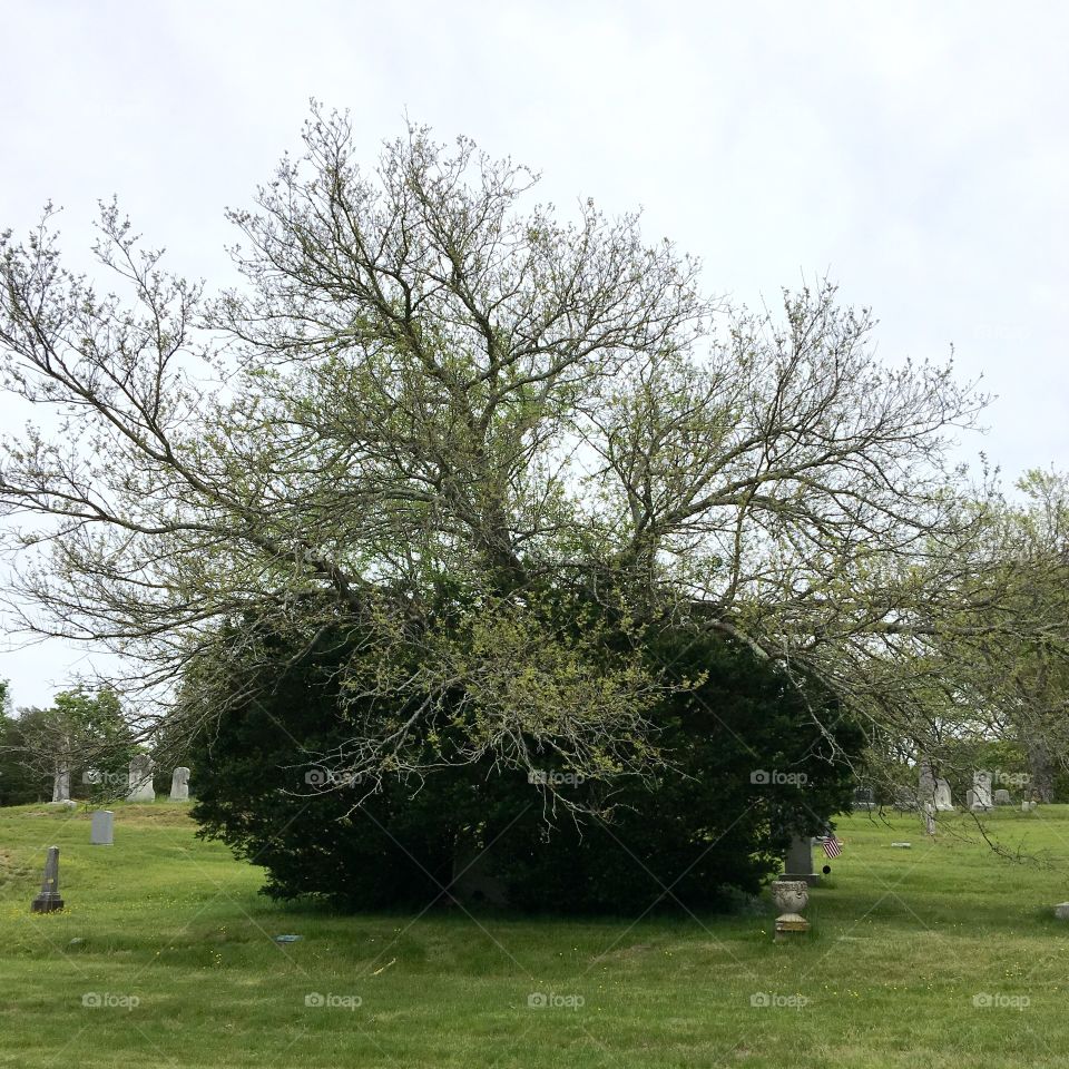 Tree growing from inside an evergreen bush