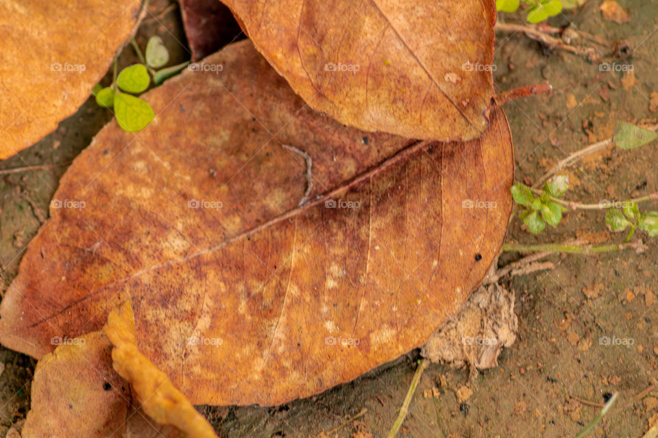 Fallen leaves turned to orange is the symbol of Autumn