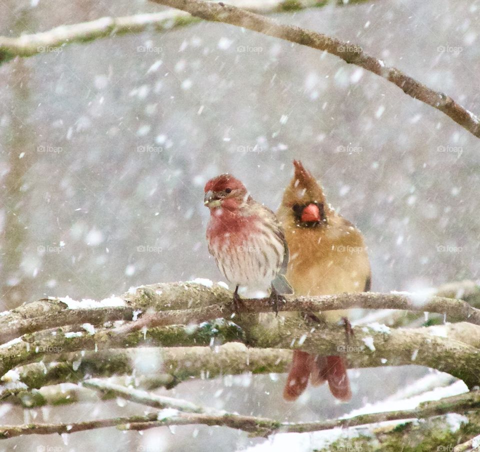 Birds on a branch during a snow storm