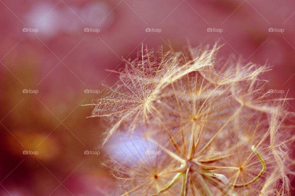 dry golden dandelion