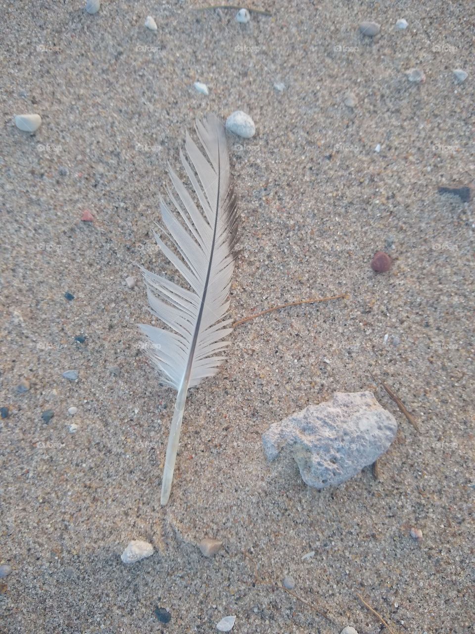 Unfiltered beautiful feather on the beach
