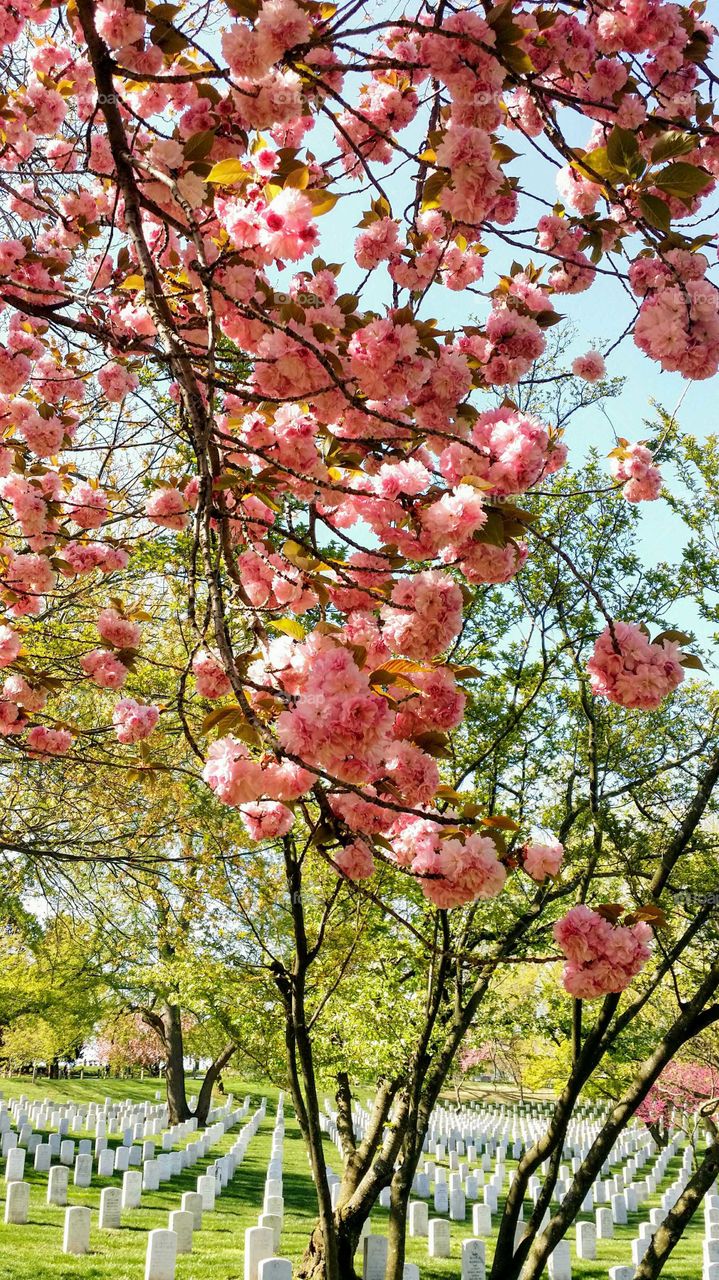 Cherry blossom at Arlington cemetery