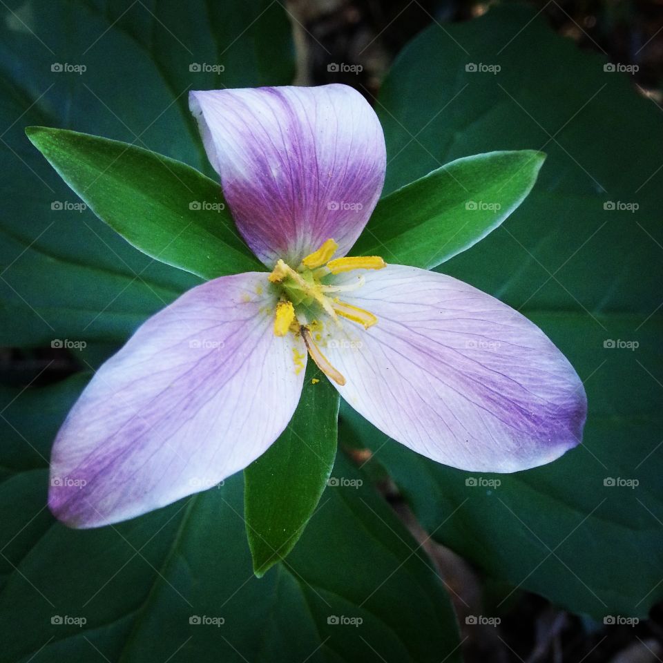Trillium