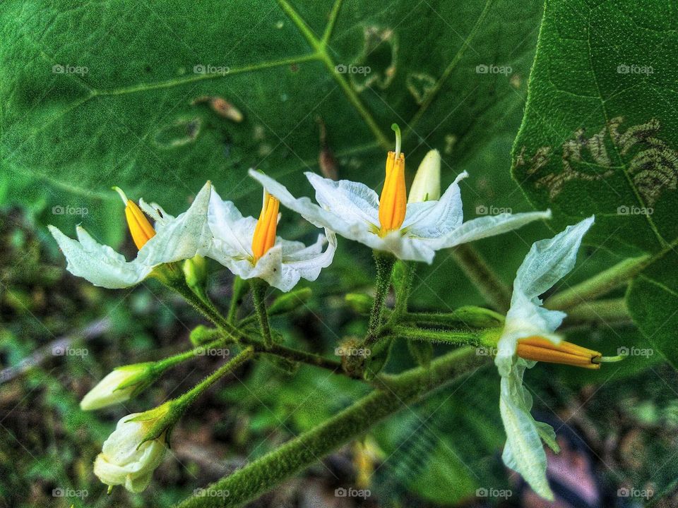 Beautiful white flowers