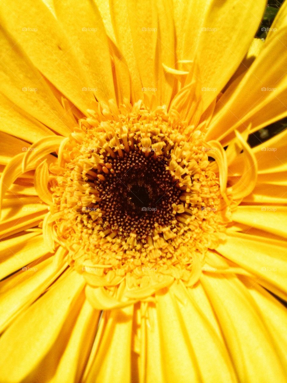 yellow flower macro sunny by hannahdagogo