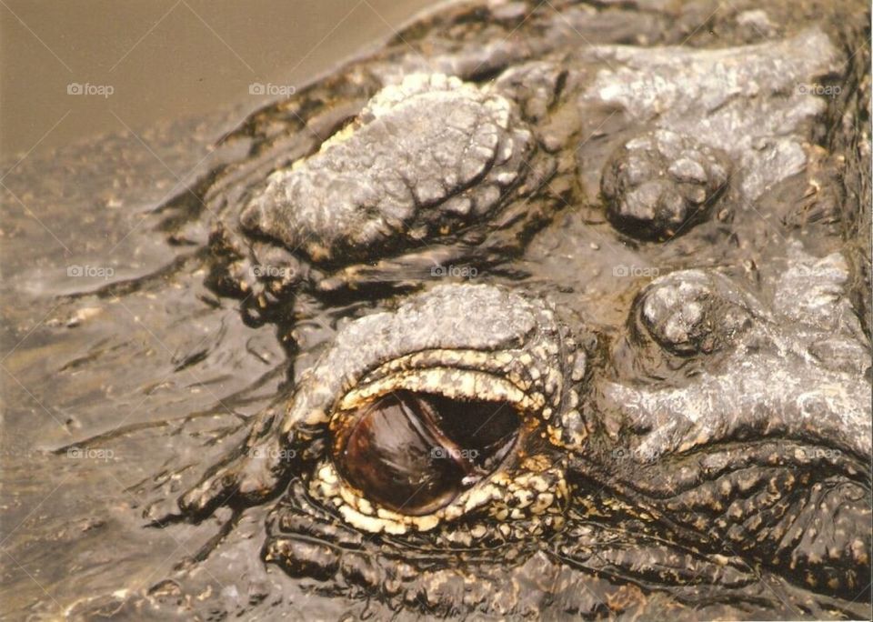 Alligator eye