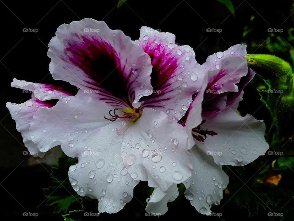 Geranium with water drops