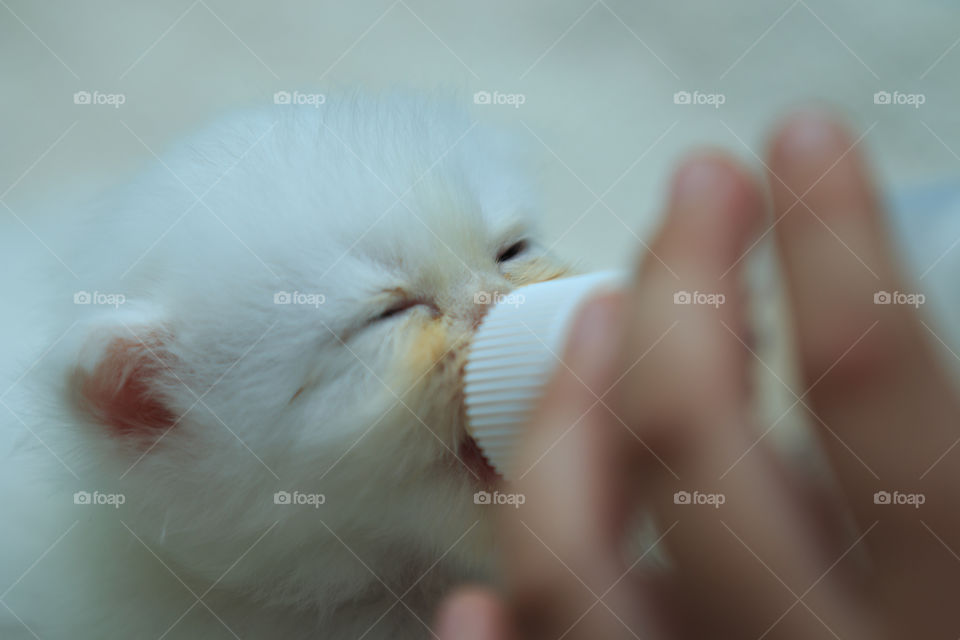 No Person, One, Cute, Bird, Little