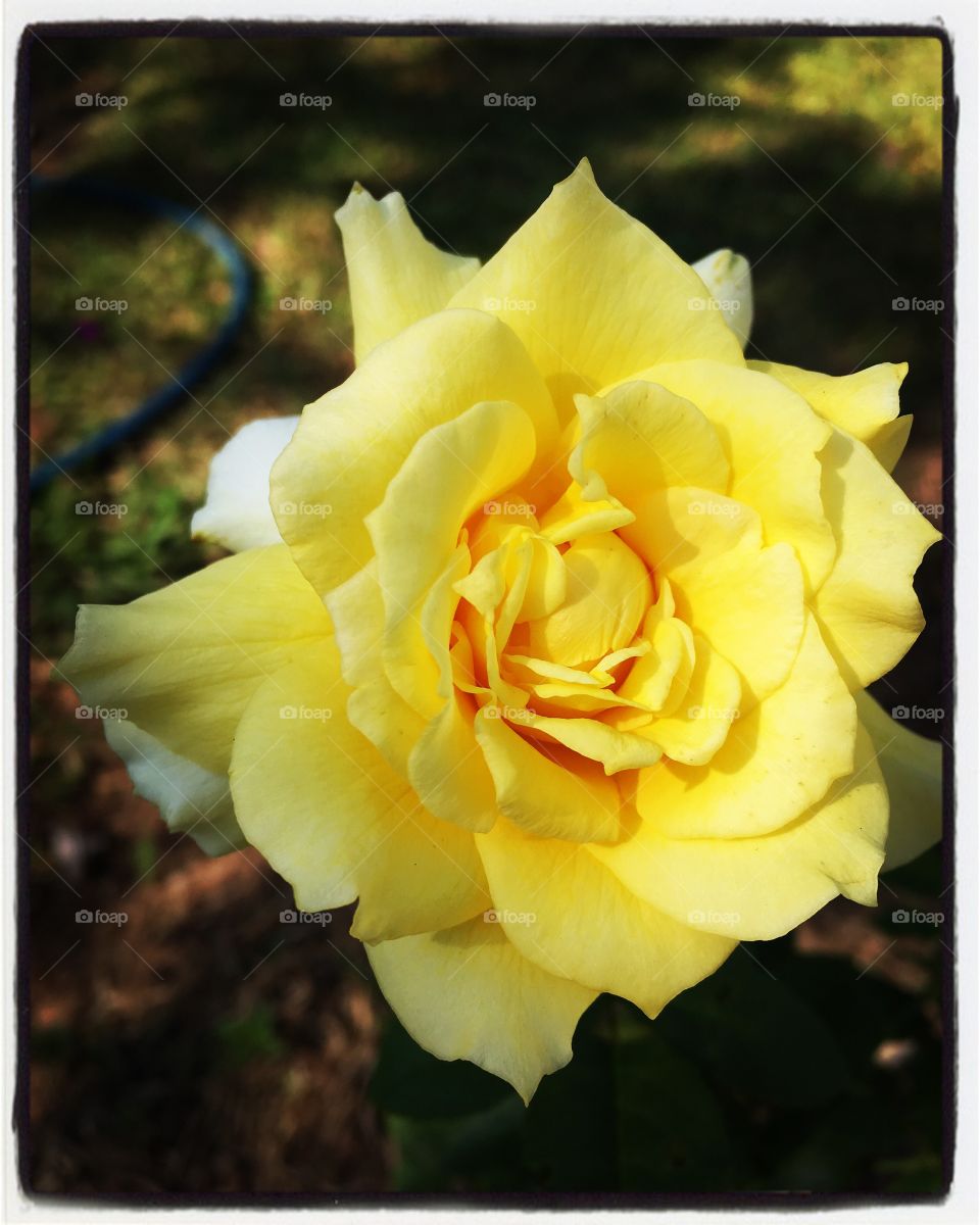 🧠 #Desestressando em #clicks!
📸 #Fotografia é nosso #hobby, pois há a necessidade de “men sana in corpore sano”.
🌻 #Flores do nosso jardim!
#️⃣ 
#flowers #flor #natureza #jardim #paisagem #inspiração #mobgrafia #XôStress 