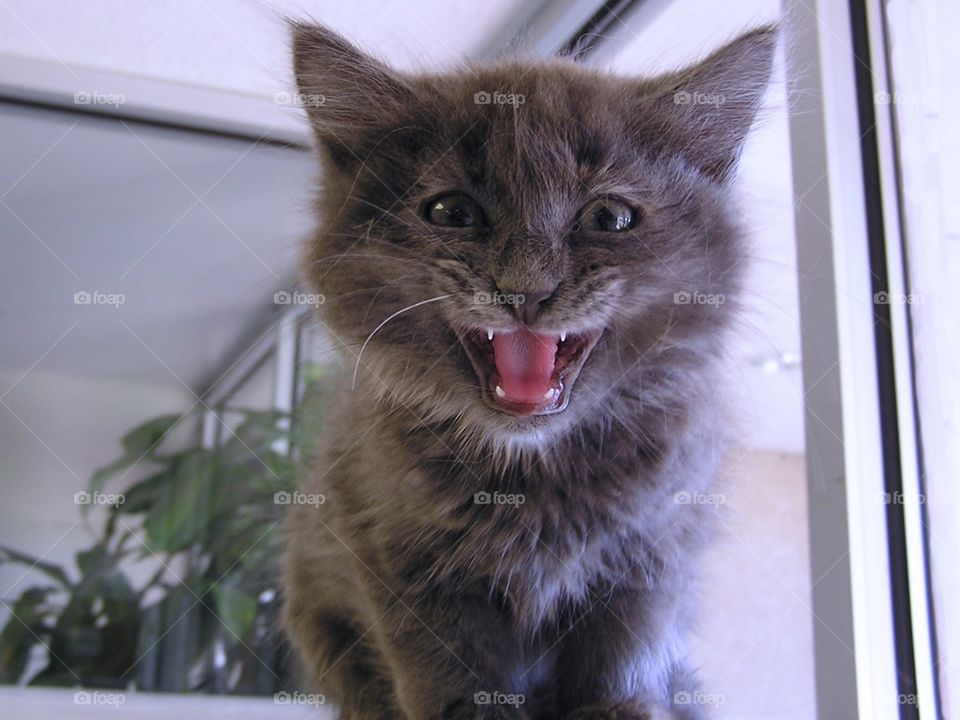 Gray Kitten. Waiting to be adopted