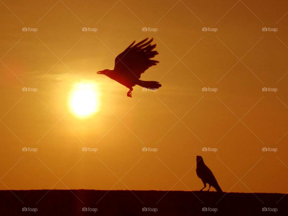 Crows in the sunset
