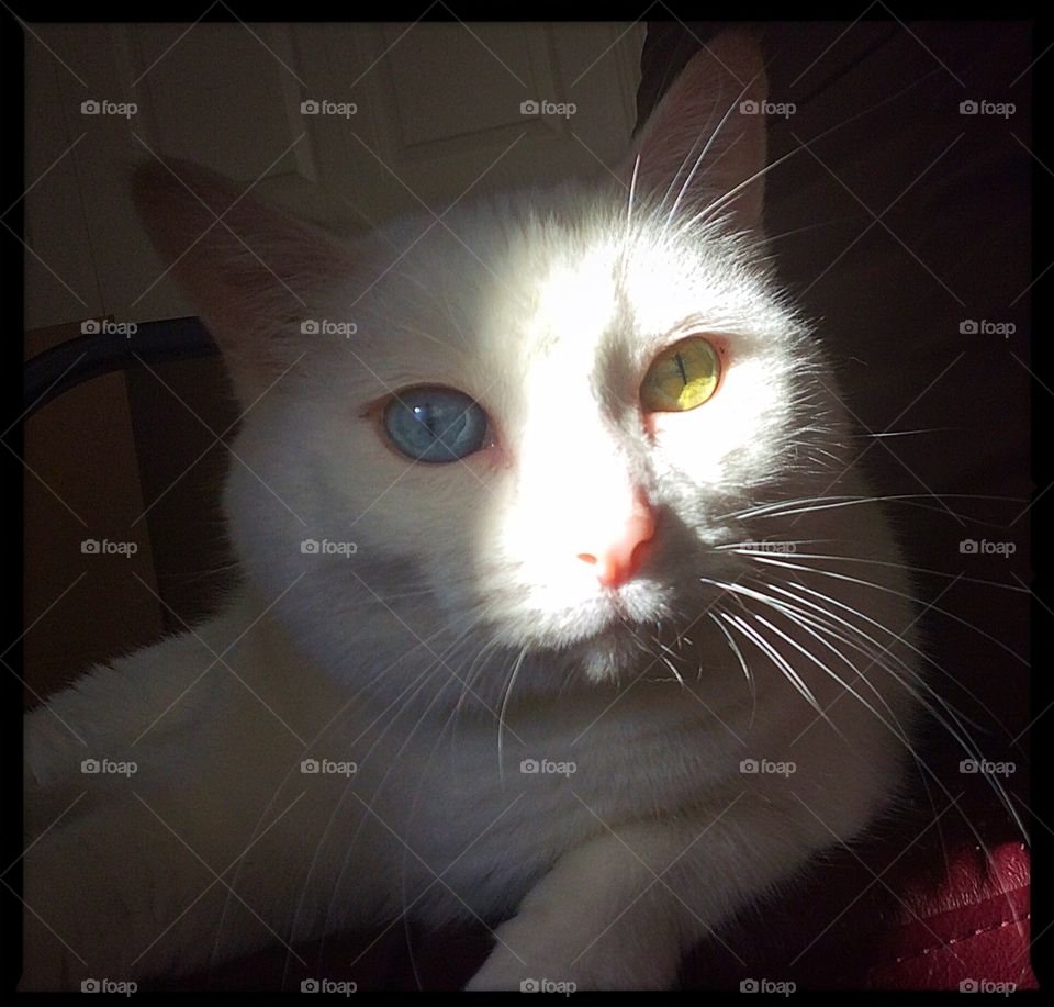 Layni in the shadows with her unique eyes.