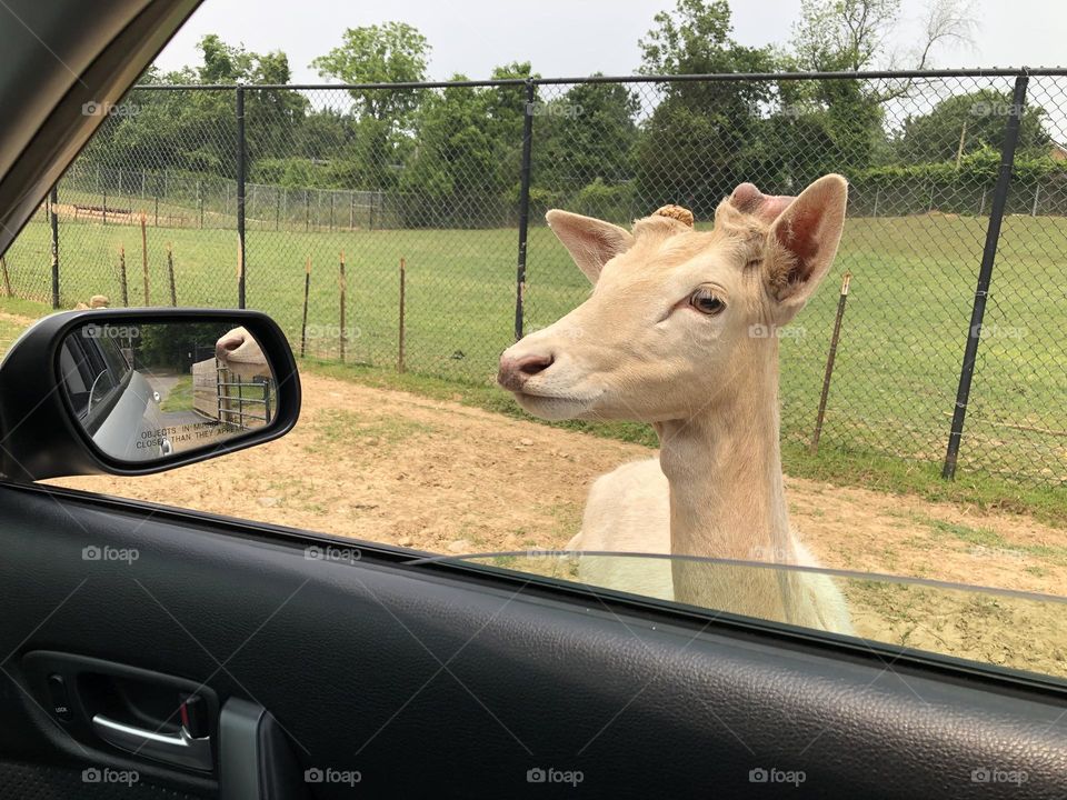 Friendly deer at our car window / Nova Wild Zoo 🌿