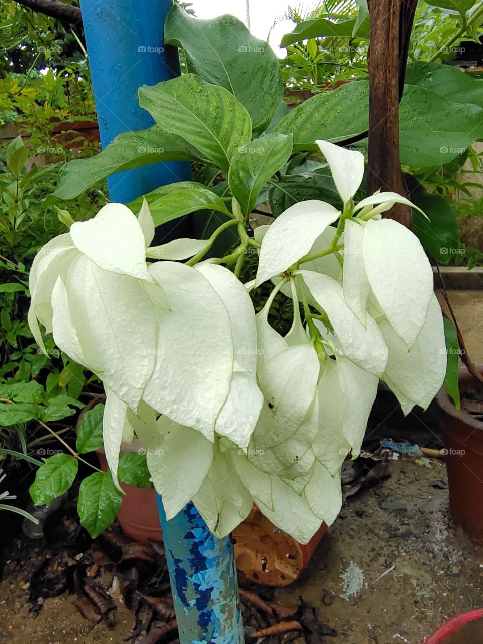 White Rose
Awesome Nature
Flora of World
🌱🌼