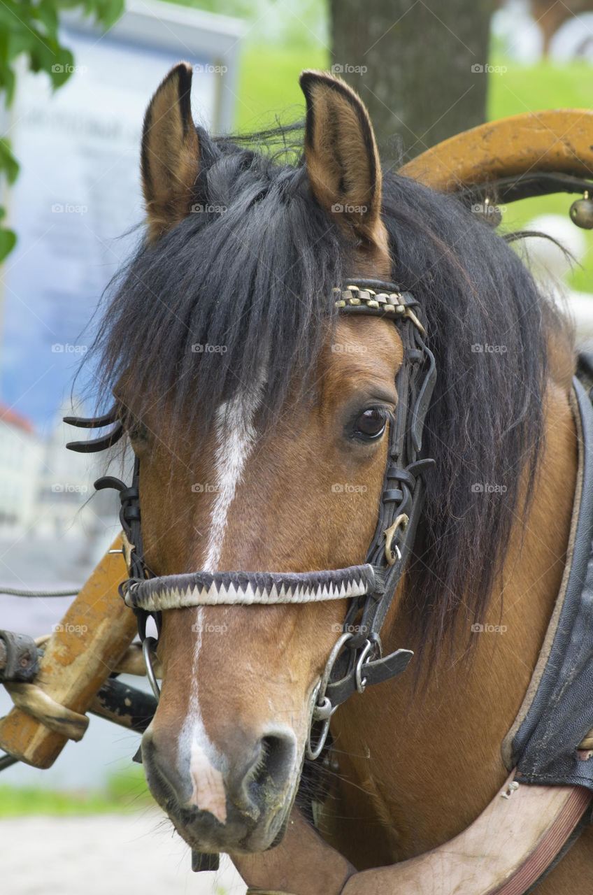 draft horse