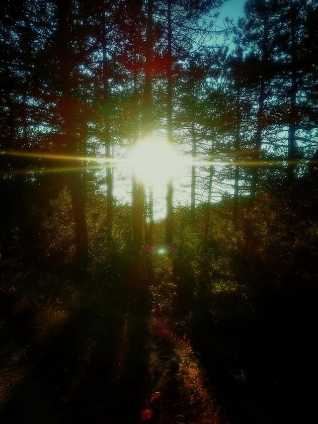 #forest #foap #love #nature