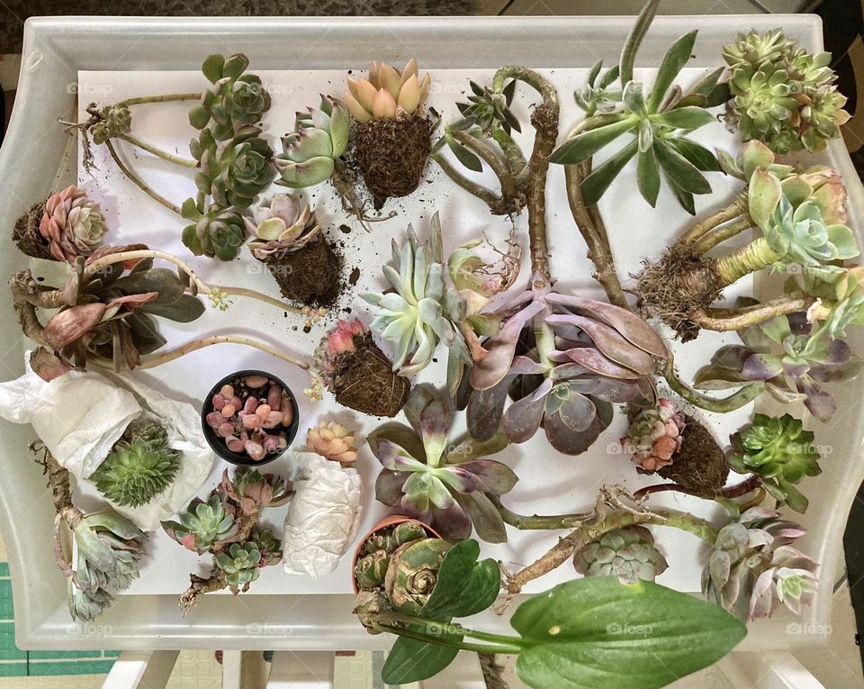 Hobbies, gardening, go green! Planting a variety of succulents in balcony garden! 