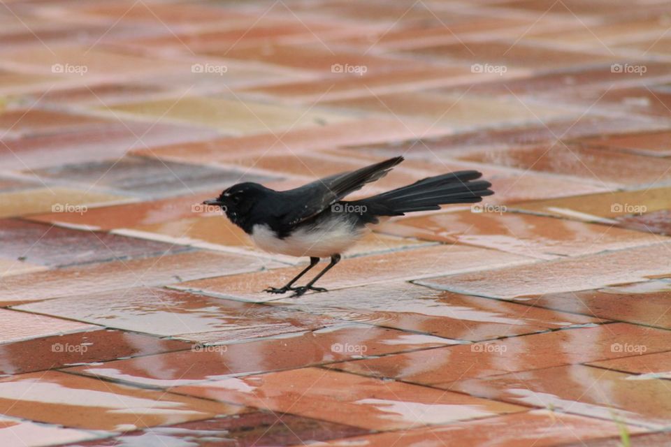 Swallow on pavement in the rain