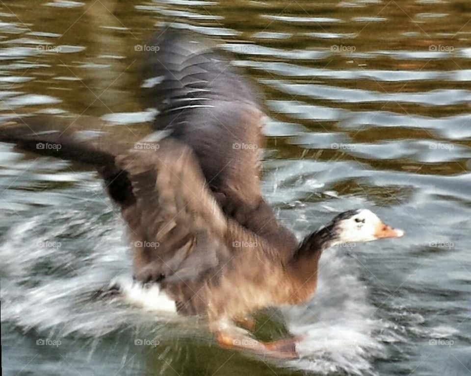 Landing gear down