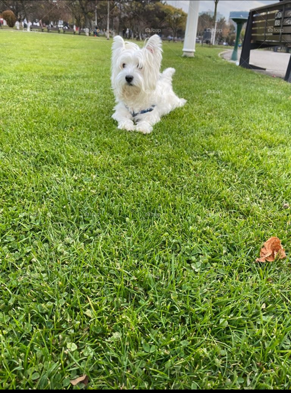 Westie on the grass