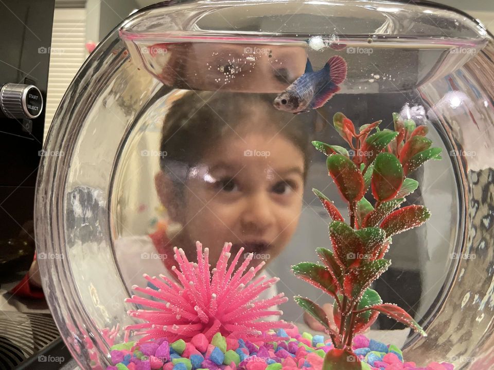 Little girl looks at fish in fish tank, toddler admires fish, toddler excited about pet fish, toddler girl looks at Betta Fish