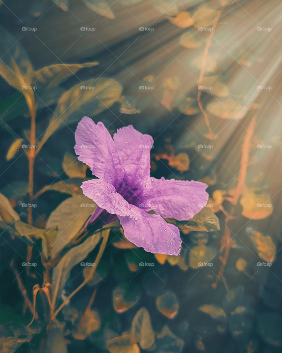 Rays on flower- Capture of an morning flower, Picture has been captured on Realme 6i and edited on Adobe Lightroom and Lens Distortion applications.
Exif-
f/1.8 ISO148 1/100sec.
Location- Mumbai.