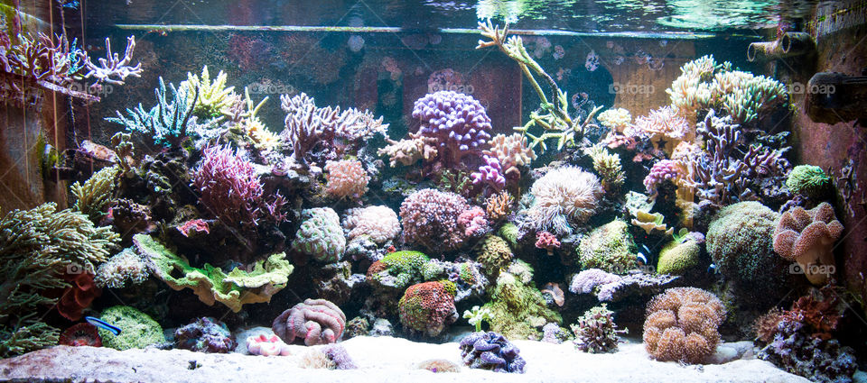 coral reef in aquarium