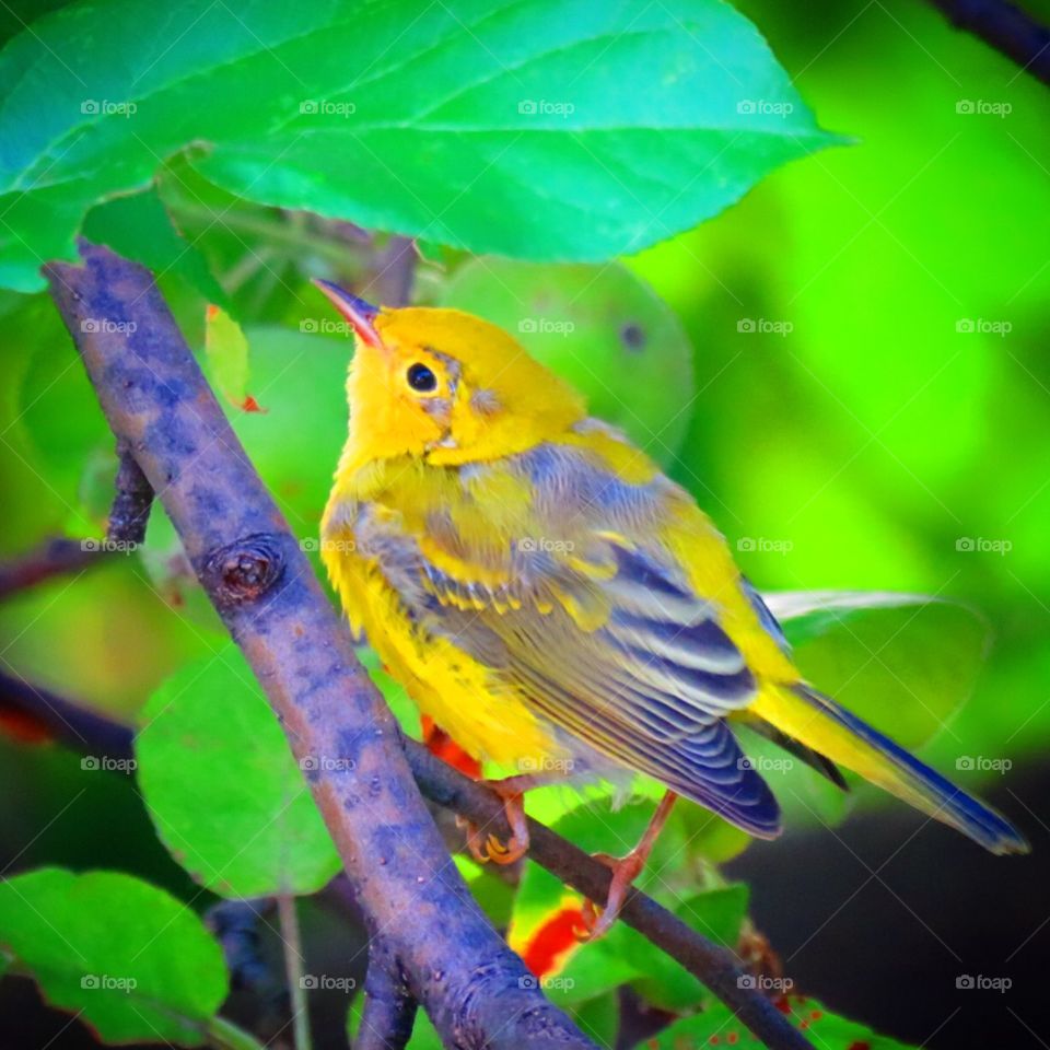 Yellow warble