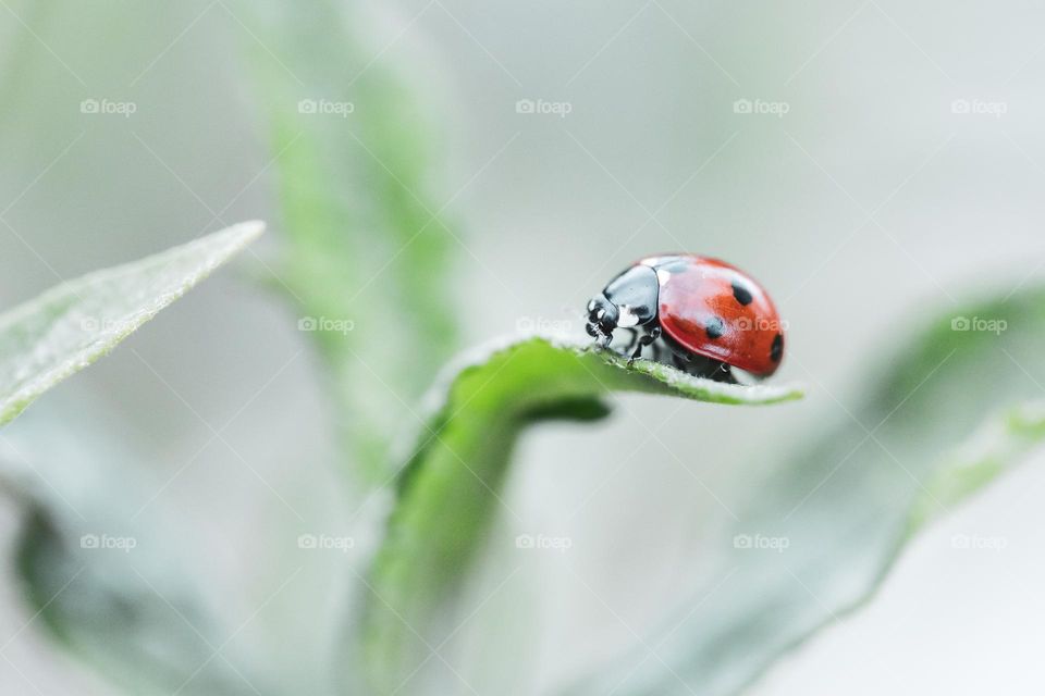 a macro portrait of a red ladybug with black spots sitting on a blade of grass in a garden.