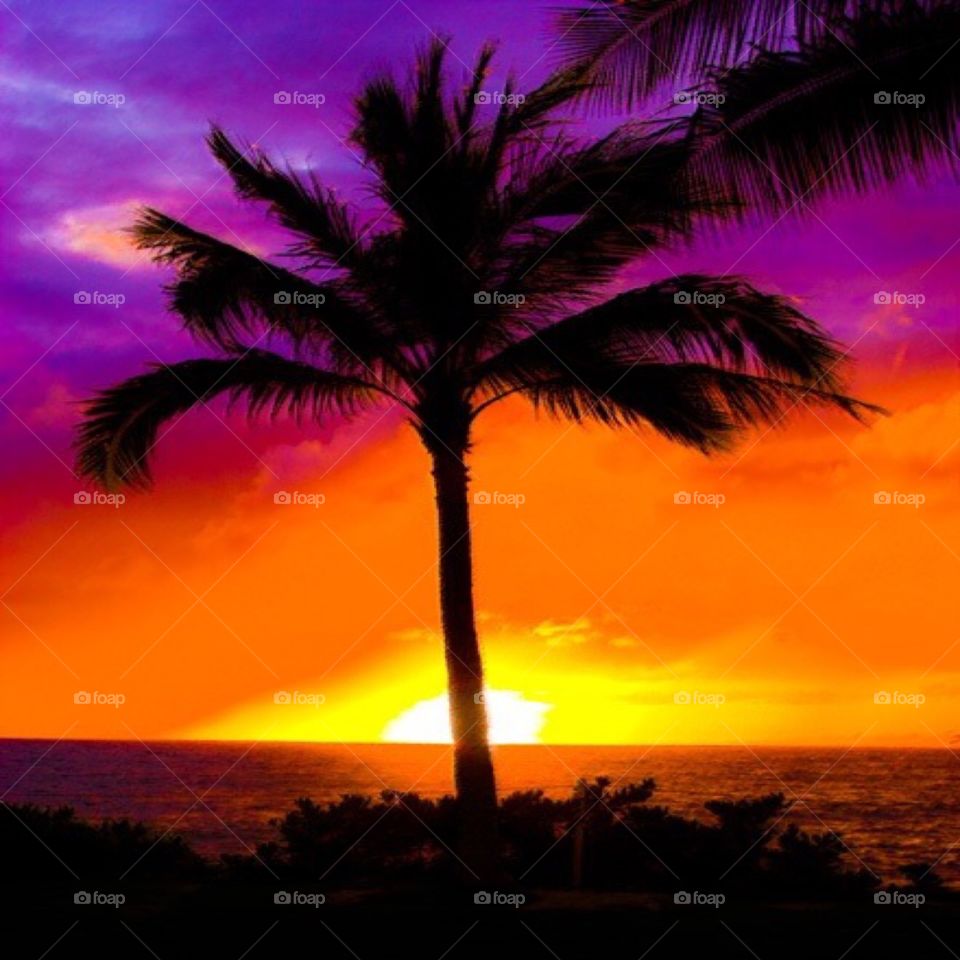 Royal Palm Sunset. Royal Palm tree Vanderbuilt Beach Florida at sunset