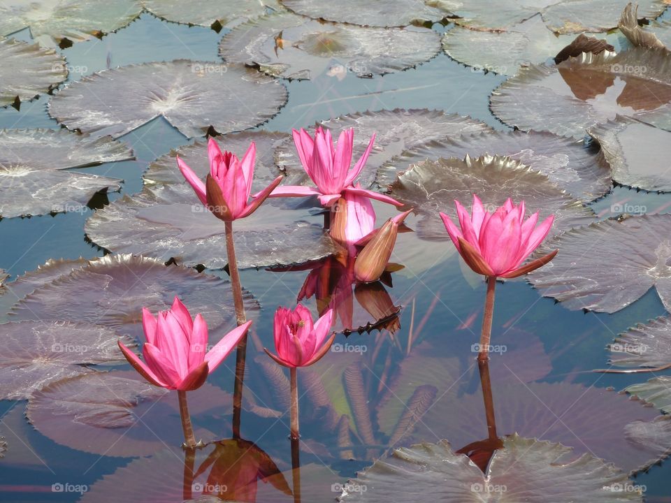 Pink water flowers