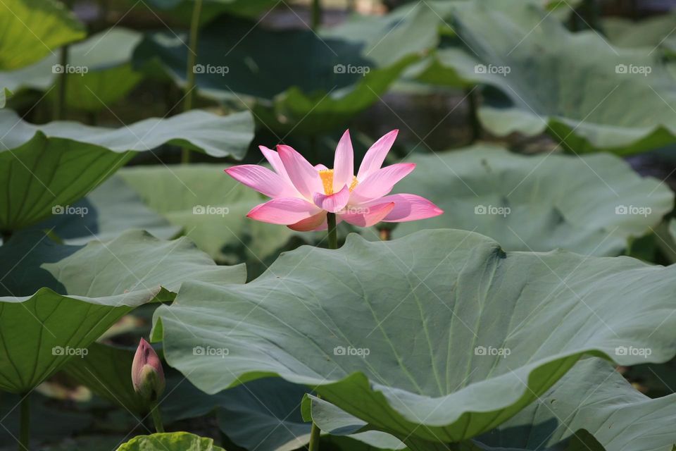 Lotus flower