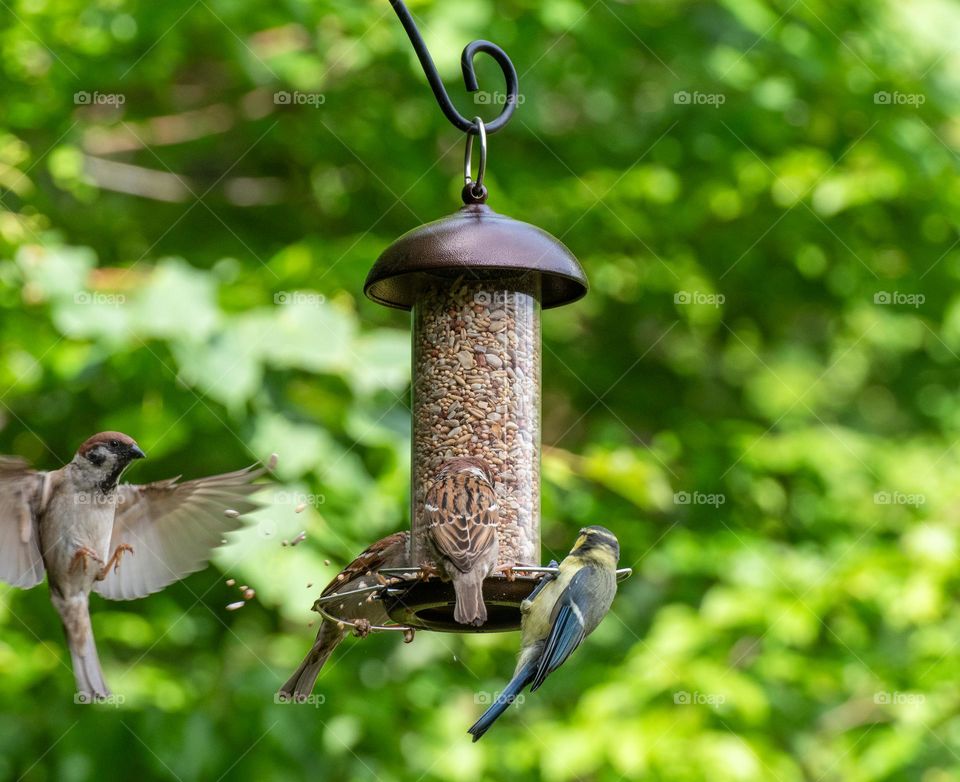 Birds at bird feeder