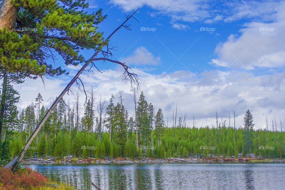 Lakeside Landscape