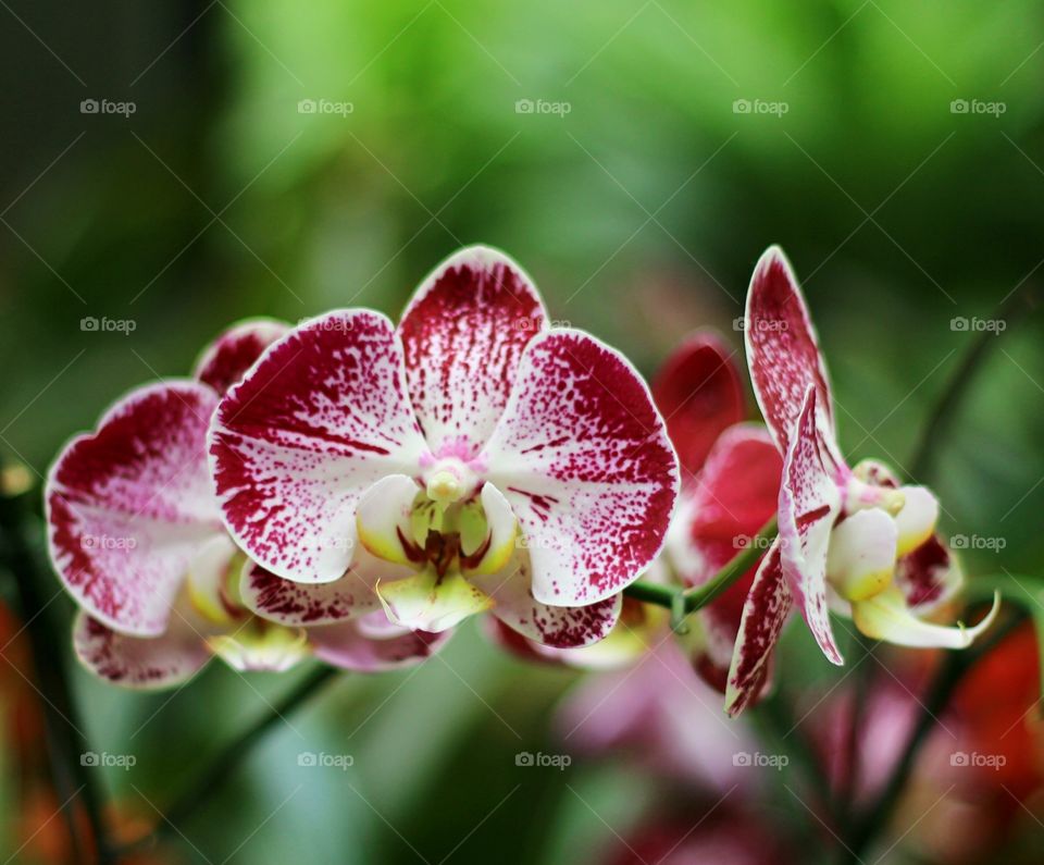 orchids. Orchids from tropic garden