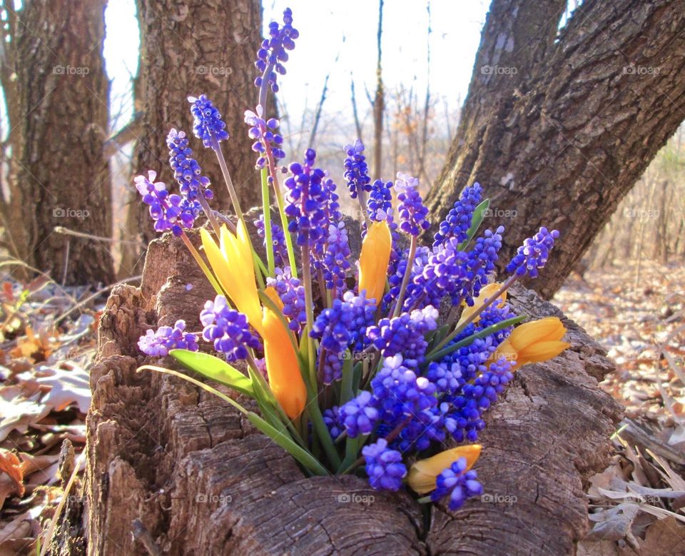 Spring in the forest