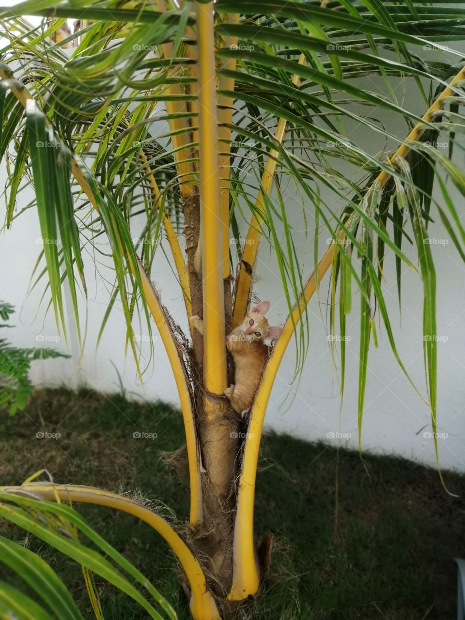 The little kitten is going up on the young coconut plant. She like to play up and down. She looks like a model in my garden.