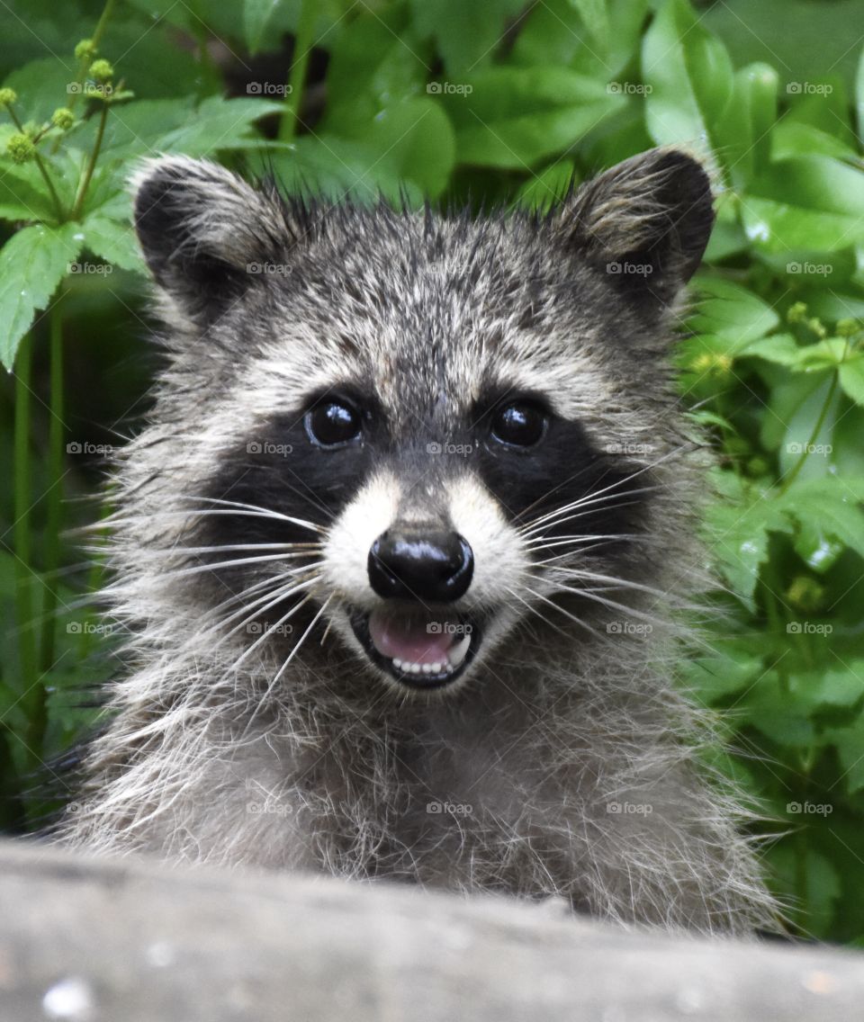 Fun animals and pets, smiling raccoon 
