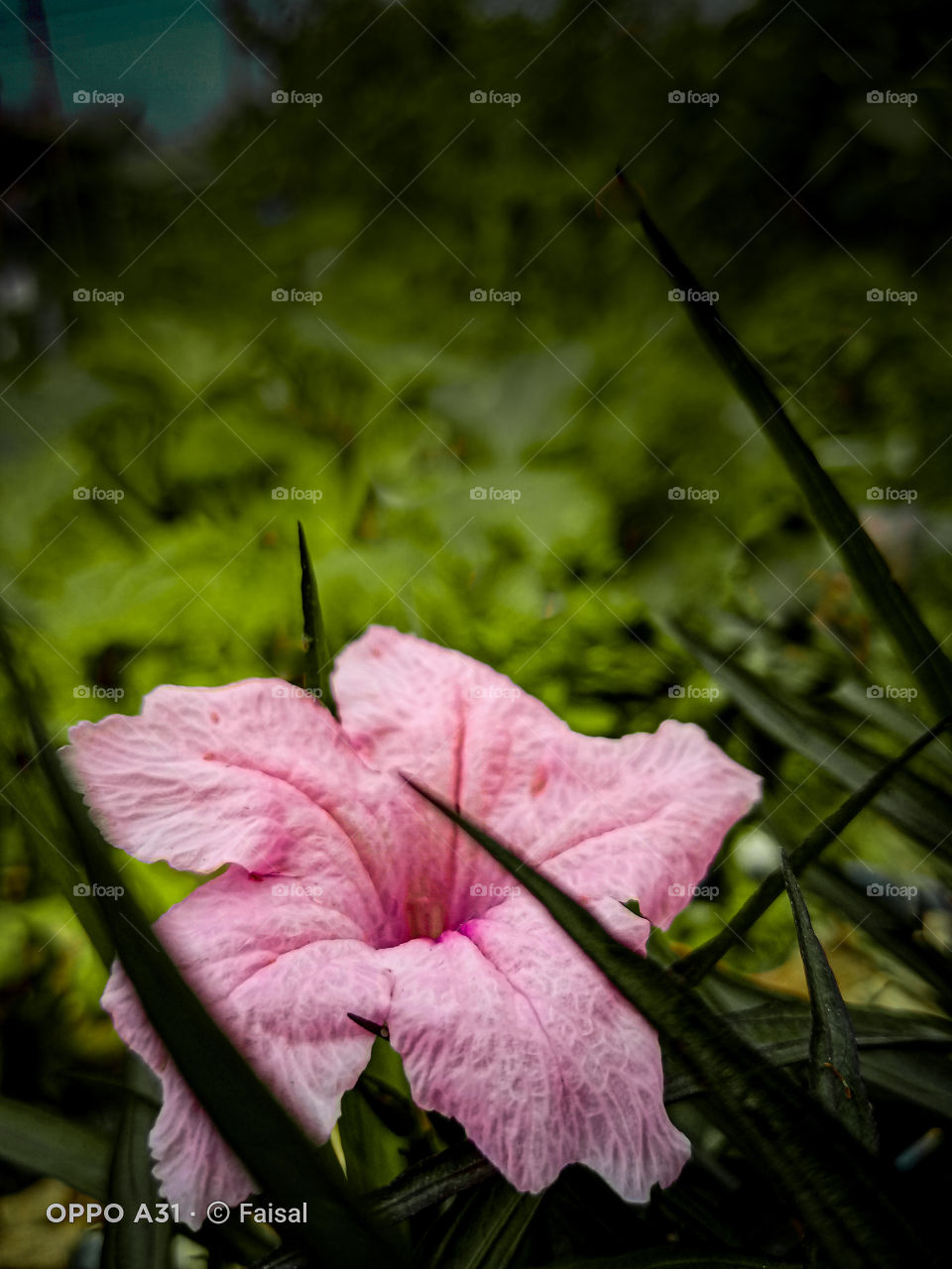 don't know flower's name but i think it is 🌸 ❀