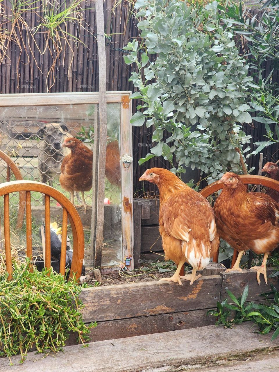 Backyard chooks, don't mind the dog