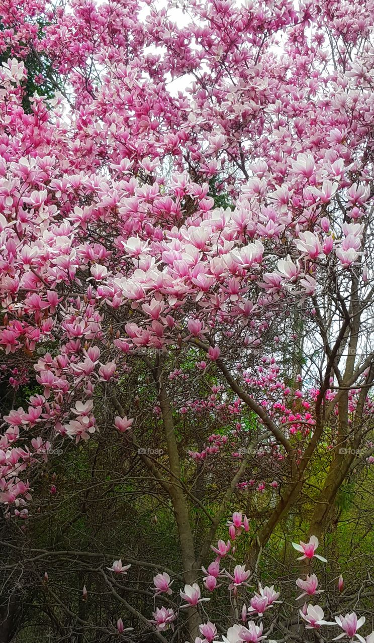 Spring Saucer Magnolia in full bloom