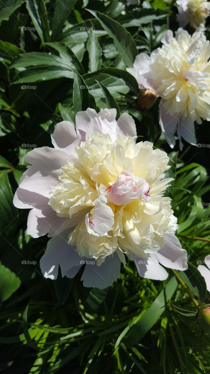 Flower, Flora, Nature, Leaf, Summer