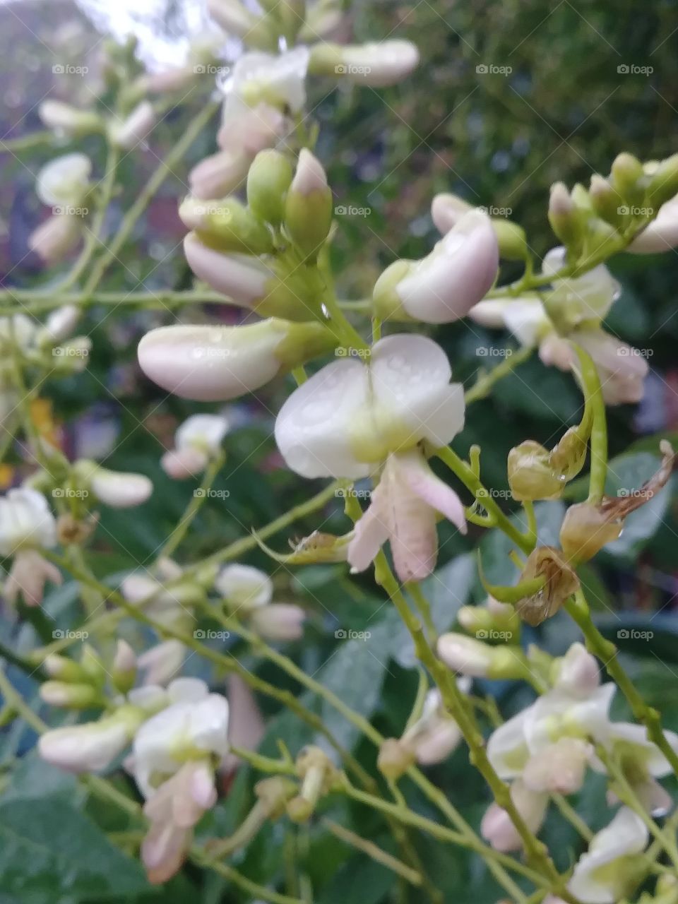 tree flowers end of summer