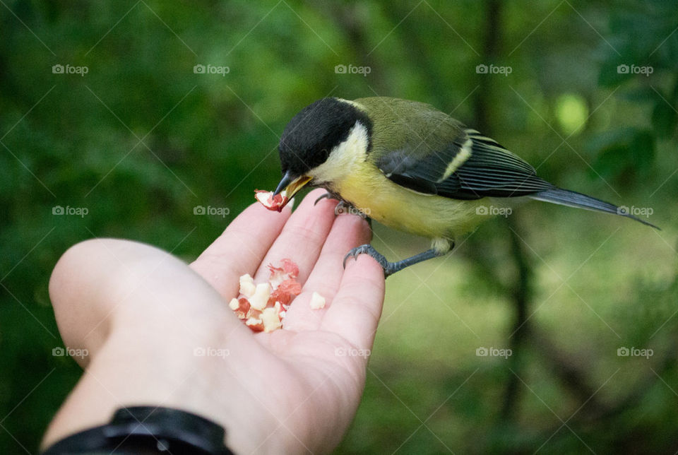 Bird feeding